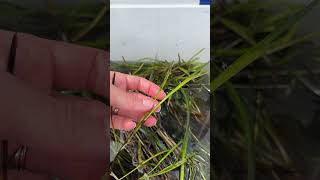 EelgrassZostera marina seed collection restore on Long IslandRob Vasiluth SAVEenvironmentalorg [upl. by Bergen]