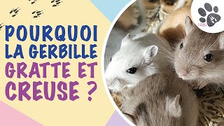 Pourquoi La Gerbille Gratte Sa Cage Et Creuse  Explication Des Comportements [upl. by Atiuqaj666]