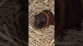 The Guinea Pigs Sydney Australia [upl. by Inava]