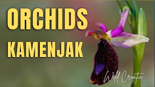 Orchids in Kamenjak Istra peninsula in Croatia [upl. by Cly]