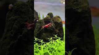 Hamile Karides 😊 akvaryum aquarium akvaryumbaliklari fishtank terarium aquascape karides [upl. by Hannahc]