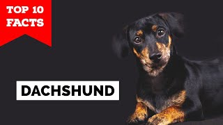 Dachshund  Top 10 Facts [upl. by Nohsal502]