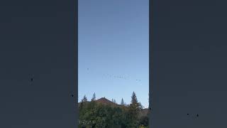 Ponderosa Geese flying over river [upl. by Lekar]