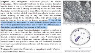 Balantidium coli  قربية قولونية [upl. by Hewitt]