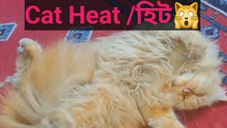 Cat Heat female বিড়াল হিটে আসলে কি অবস্থা হয় daylifedaylife [upl. by Chuah]