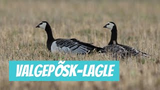 Valgepõsklagle Branta leucopsis Barnacle Goose  Eesti linnud [upl. by Irolam924]