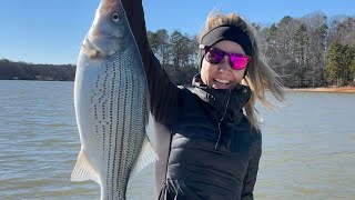 Perch Fishing on Lake Hartwell Pulled in a couple good Hybrid too [upl. by Einon]