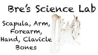 Upper Limb Bones Scapula Clavicle Humerus Ulna Radius Hand [upl. by Initirb]