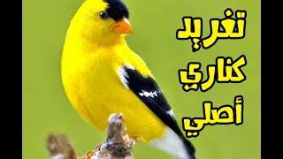 تغريد كناري أصلي لتعليم الفراخ canary singing [upl. by Adnilim119]