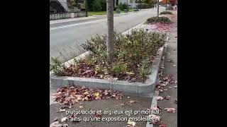 Parlons peu parlons plantes  S2E10 [upl. by Pugh]