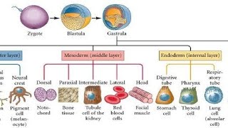 Fate of Germ layers  Gastrulation [upl. by Ilatfen]