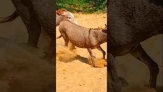 donkeys donkeyfight gadha shortsyoutube [upl. by Kiersten257]