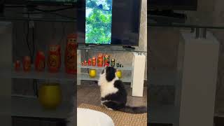 Mayco watching 📺 tvforyou اكسبلور cat ترند catlover [upl. by Annaet108]