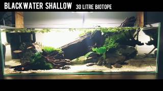 Blackwater Shallow Fish Tank 1 Day Old [upl. by Bortz]