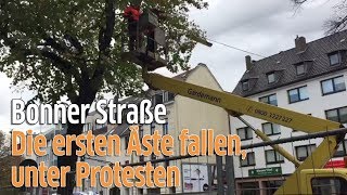 Köln Baumfällung an der Bonner Straße unter Protesten der Demonstranten [upl. by Merry]