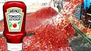 How TOMATO KETCHUP Is made in factories🥵🍅 Tomato Harvesting With Modern Technology [upl. by Aihc359]