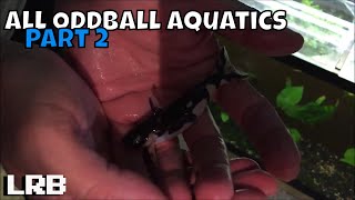 All Oddball Aquatics part 2 Eric Bodrock Rare Fish Room Tour [upl. by Lasyrc846]