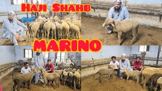 Marino Sheep Top Quality Haji Usman Natthu Dumba Farm Ahmedabad Gujarat8200357045 [upl. by Ennairac]