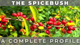 The Spicebush  A Complete Profile [upl. by Remliw]