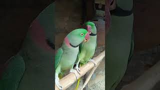 Raw talking nice parrot birdvideoviralshorts [upl. by Michelsen]