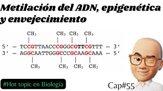 Metilación del ADN epigenética y envejecimiento Cap55 metilación [upl. by Ynafit475]