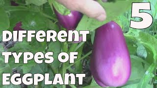 5 Different Eggplant Varieties That Grow Well In Our Zone 6 Garden [upl. by Leilamag]