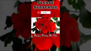 Pelargonium inquinans 🌺🌺🌺red flawerShorts videos [upl. by Denver404]