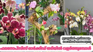 How to repot phalaenopsis orchids on woodഇനിയെല്ലാവർക്കും ഈസിയായിdhanyaorchids phalaenopsis [upl. by Toiboid]