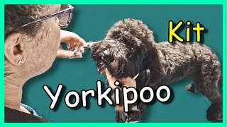 Dog grooming a Yorkipoo [upl. by Tehr]