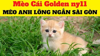 Mèo Golden ny11  BÁN MÈO ANH LÔNG NGẮN SÀI GÒN [upl. by Anig]