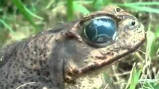 Creepy Frog with Nasty Alien Worm in his Eye  WTF [upl. by Avin]