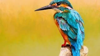 Kingfisher bird  digital painting TimeLapse video  ArtRage 5 [upl. by Monica]