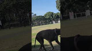 Whatout for swooping magpies attack please1k subscribe Australia sydney [upl. by Ariik536]