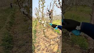 Pruning cherry tree branches process [upl. by Radek]