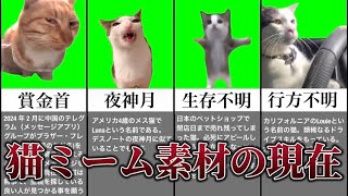 猫ミームの正体と現在 [upl. by Colette186]