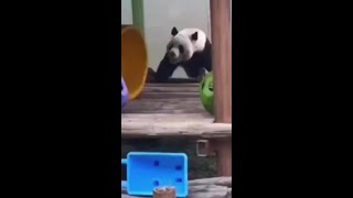 Lahey falling down the stairs but hes a panda [upl. by Consalve]