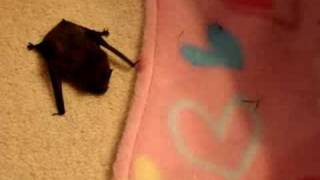 Tiny pipistrelle bat found on the driveway [upl. by Wardlaw]