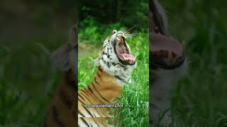 The tiger  Panthera tigris [upl. by Dane]