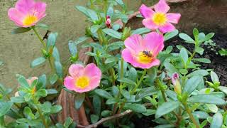 Stingless bees on portulaca Happy bees [upl. by Ilaw]