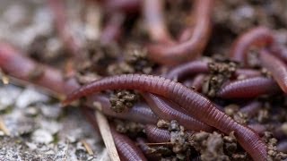 Worm Composting 101 [upl. by Hadwyn]