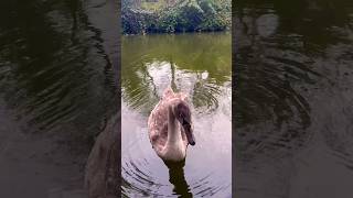 Cygnet Chat wildlifephotoghraphy swan [upl. by Llehcor]