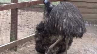 Emus mating [upl. by Laehcar]