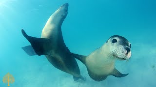 Acalmar a Mente  Música Relaxante e Fundo do Mar ♪ Meditar Música para Dormir Naturaleza Música [upl. by Tiphane941]