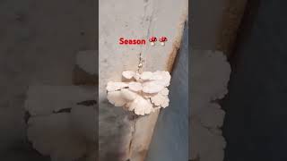 Edible mushroom in washroom door part 3 funny [upl. by Sula]