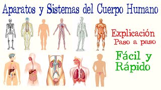 👤Aparatos y Sistemas del Cuerpo Humano  Fácil y Rápido  BIOLOGÍA [upl. by Sudaorb788]