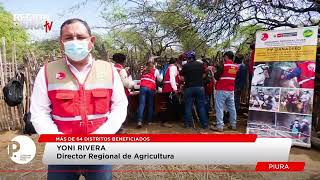 Gobierno Regional Piura beneficia a ganaderos con proyecto de inseminación artificial de caprinos [upl. by Singhal]