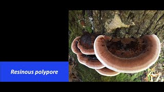 Whats That Fungus  Resinous Polypore [upl. by Ymirej]