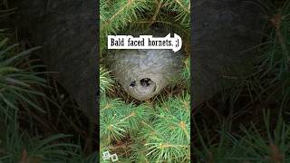 Bald Faced Hornets Daily Nest [upl. by Beeck176]