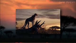 The Lion King 2019  Circle Of Life Georgian HD [upl. by Leesa962]