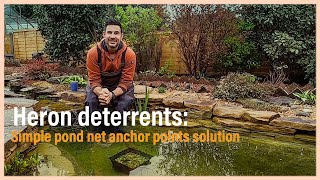 Heron deterrents Simple pond netting anchor points solution [upl. by Lleunamme]